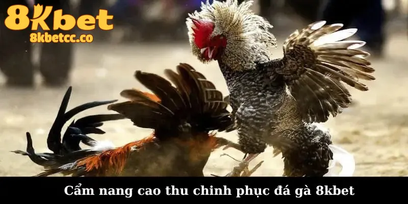 Cẩm nang cao thủ chinh phục đá gà 8kbet