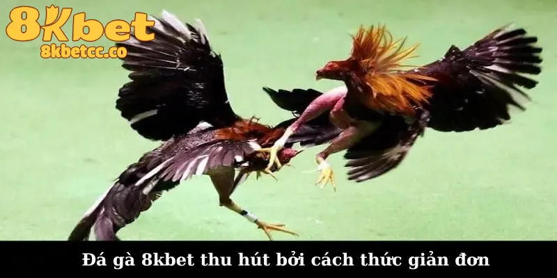 Những quy định trong đá gà 8kbet