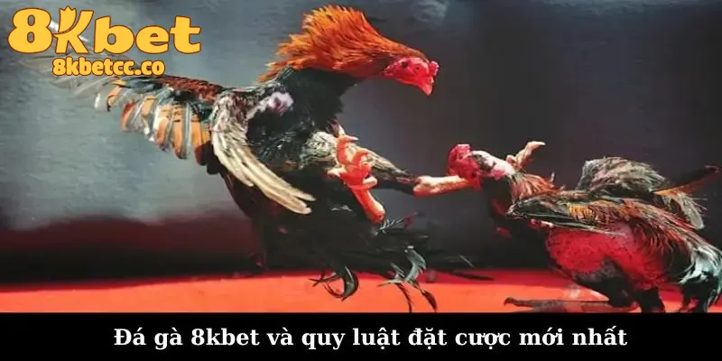 Đá gà 8kbet và quy luật đặt cược mới nhất